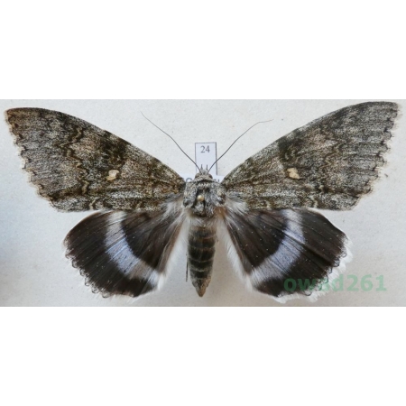 Catocala fraxini (Linnaeus, 1758) female Wstęgówka jesionka ex. ovo Czech 84mm24